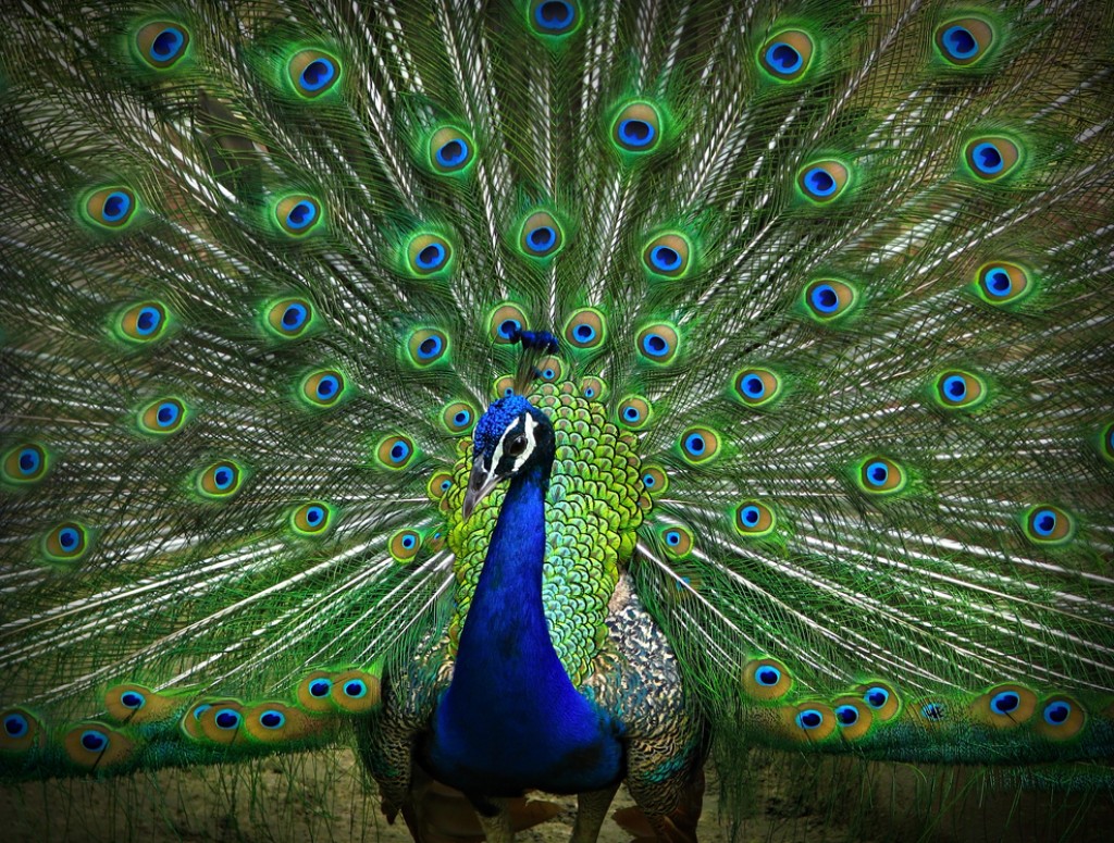 peacock with beautiful feathers