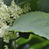 Lenders urged to overhaul Japanese knotweed policies as research discovers limited structural impact