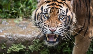 Sumatran tiger stalking prey