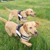 Labradors Mick and Mack trained to sniff out Japanese Knotweed