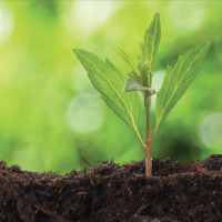 Key Group to offset historic carbon emissions with tree planting
