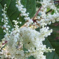 Two-thirds of broker deals affected by Japanese knotweed